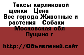 Таксы карликовой щенки › Цена ­ 20 000 - Все города Животные и растения » Собаки   . Московская обл.,Пущино г.